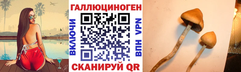 Псилоцибиновые грибы Cubensis Купить закладки Томари